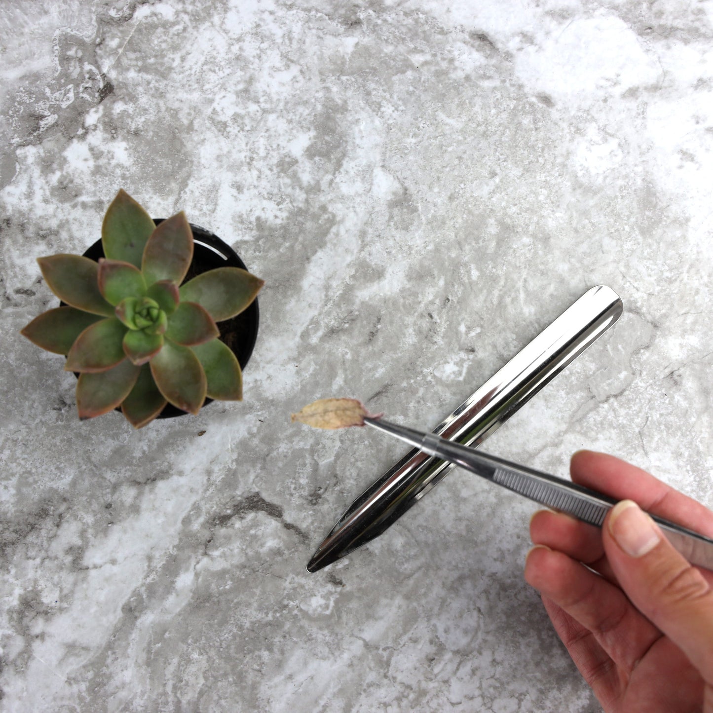 Cactus and Succulent Garden Tool Kit
