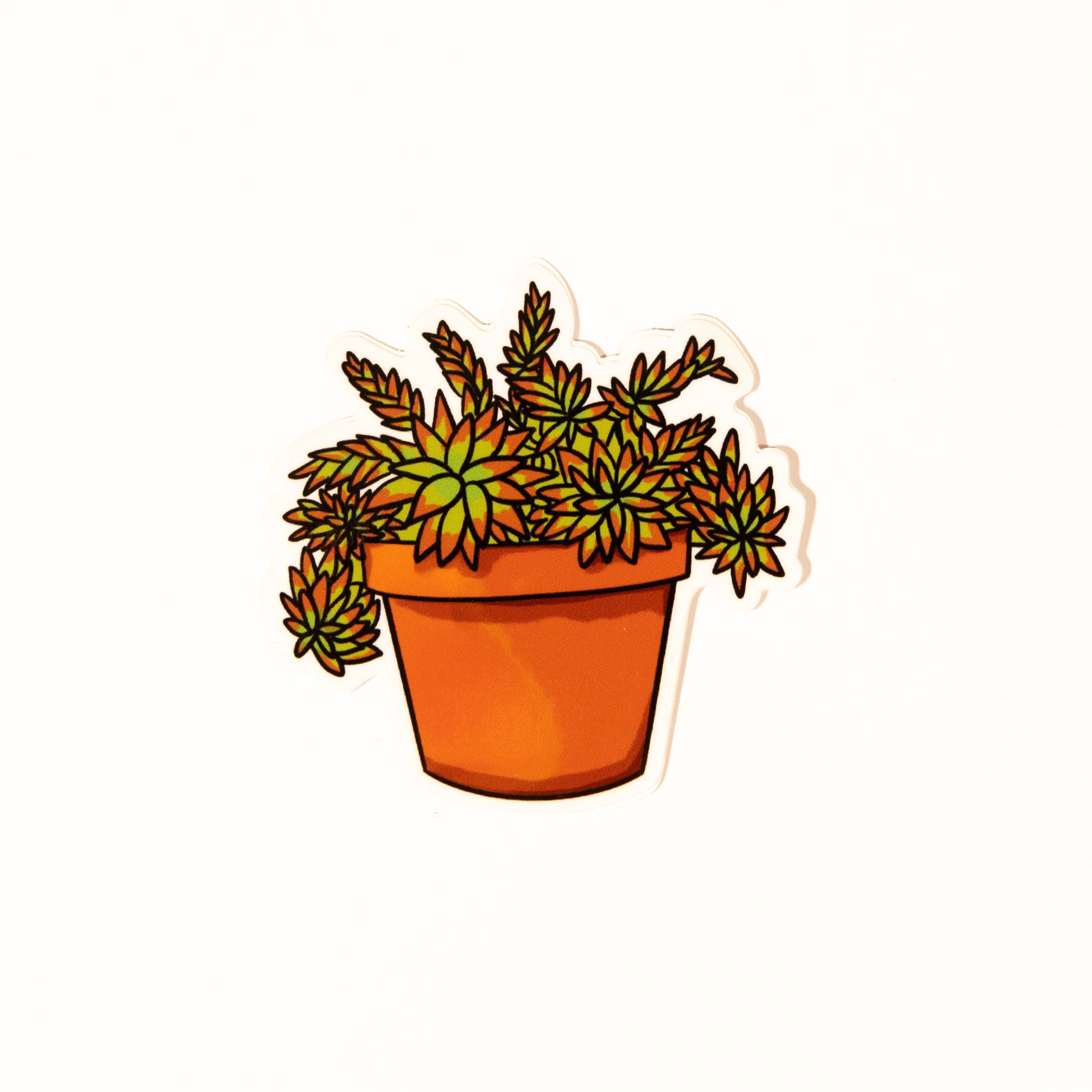 An illustration of a Crassula capitella succulent as a sticker. The sticker shape is cut to the outline of the illustration. The succulent in the drawing is in a terra cotta pot.