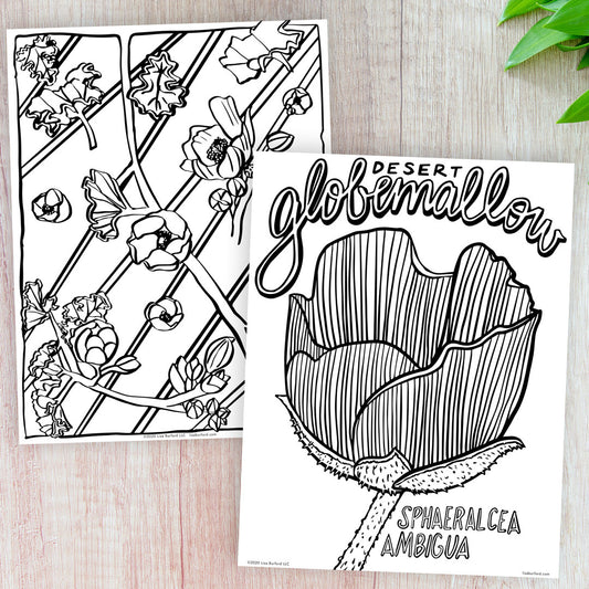 Desert Globemallow Coloring Pages