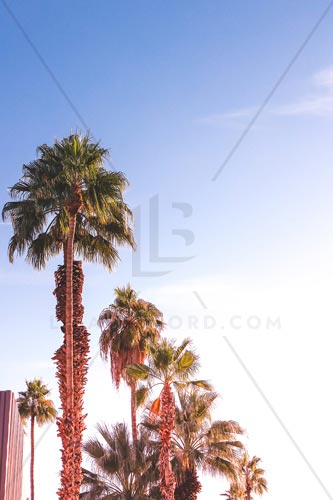 Palm Springs Photo Bundle