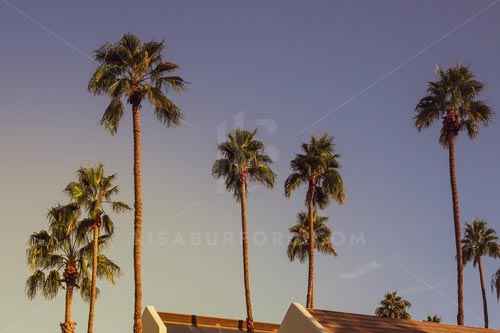 Palm Springs Photo Bundle