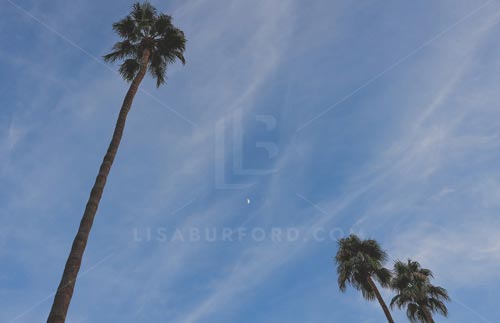 Palm Springs Photo Bundle